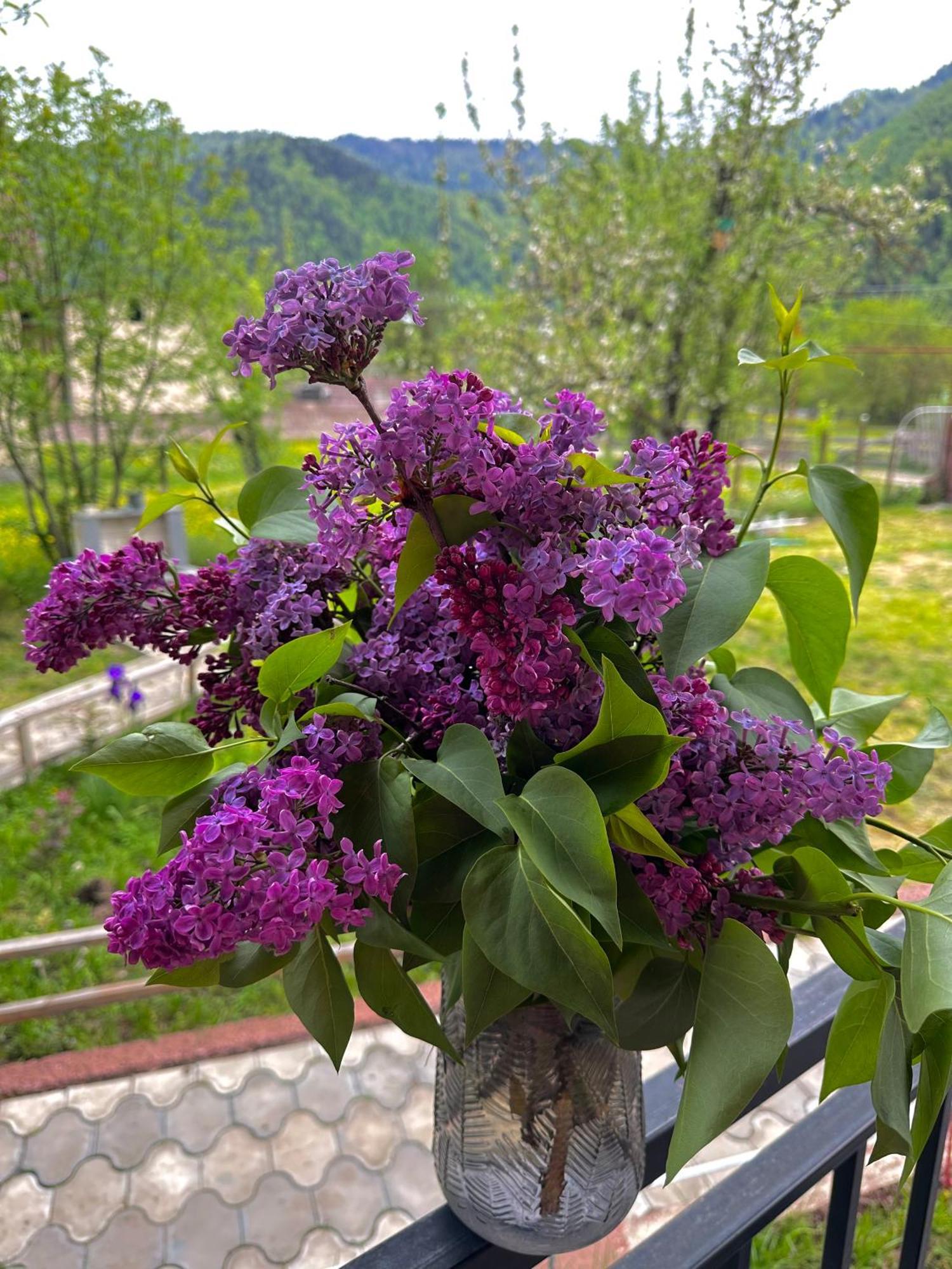 Mountain Боржоми